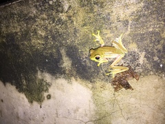 Rhacophorus lateralis