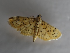 Conogethes