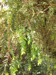 Metrosideros colensoi