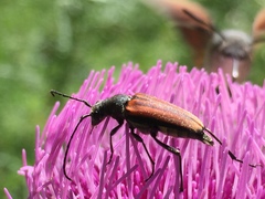 Anastrangalia dubia
