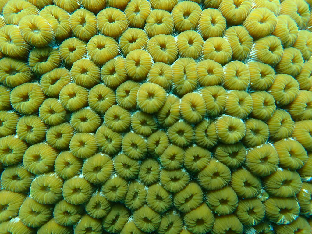 Star Corals