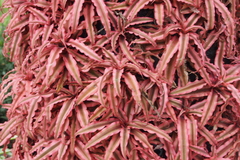 Cryptanthus bivittatus