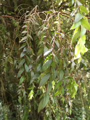 Metrosideros colensoi