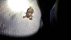 Polyphylla variolosa