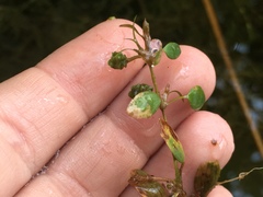 Potamogeton diversifolius