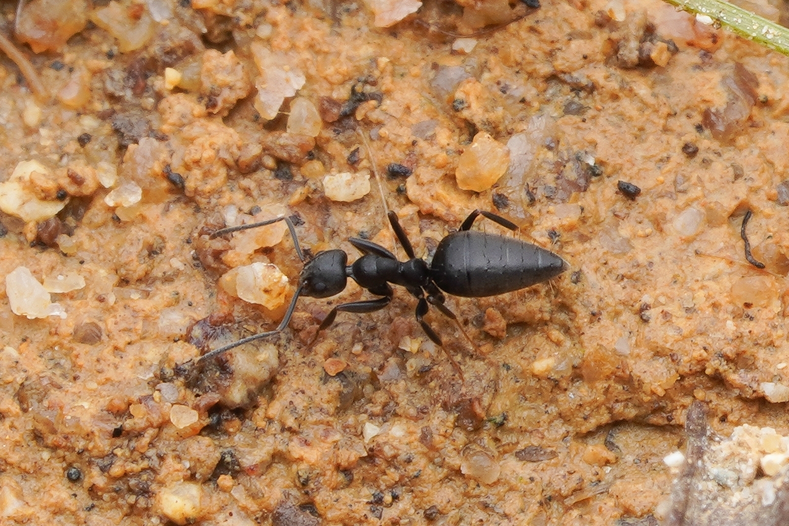 Technomyrmex subgracilis