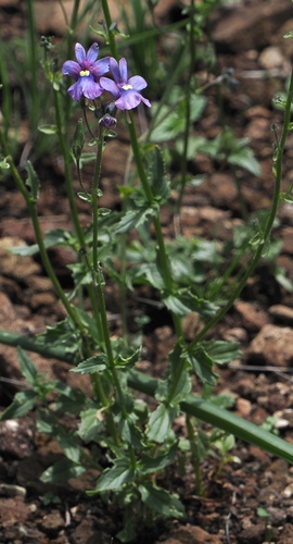 Image of Nemesia caerulea by (c) desertnaturalist, some rights reserved (CC BY)