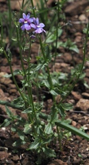 Nemesia caerulea, photograph (c) desertnaturalist, some rights reserved (CC BY)