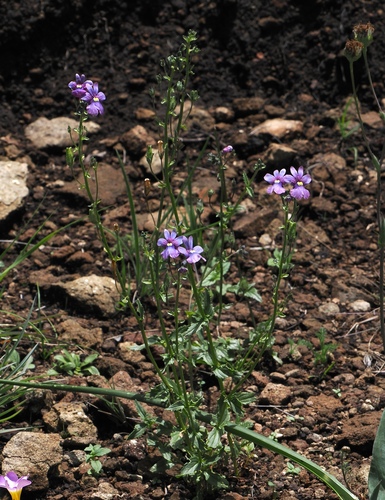 Image of Nemesia caerulea by (c) desertnaturalist, some rights reserved (CC BY)