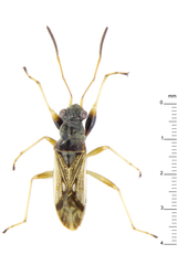 Pseudopachybrachius guttus