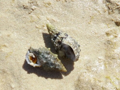 Cerithium caeruleum observed 2025-02-14