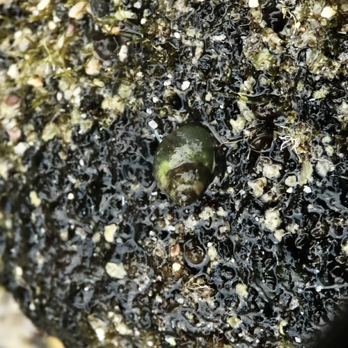 Echinolittorina hawaiiensis observed 2025-02-06