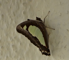 Polyura agraria