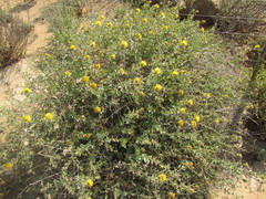 Berkheya spinosa