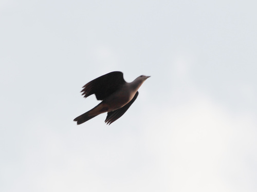 Malabar Imperial Pigeon (Ducula cuprea), photo 1