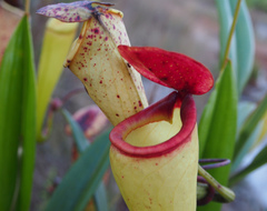 Nepenthes madagascariensis image