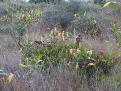 Nepenthes madagascariensis image