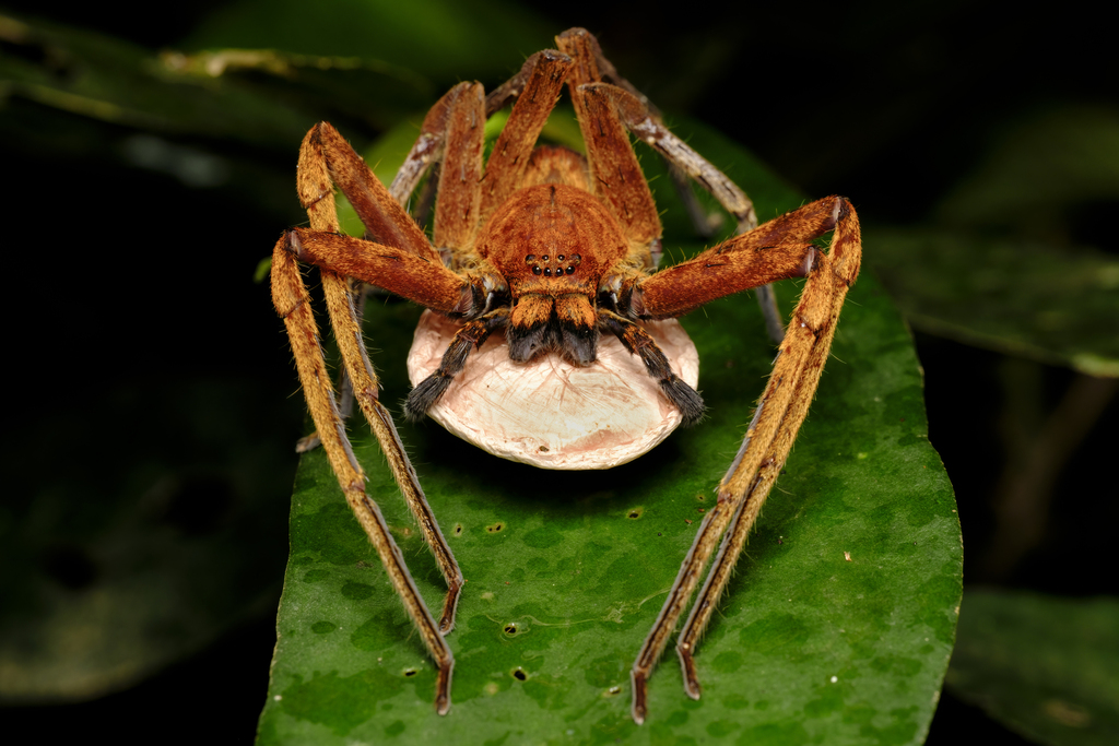 Heteropoda borneensis