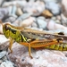 Red-legged Grasshopper - Photo (c) Denis Doucet, some rights reserved (CC BY-NC), uploaded by Denis Doucet