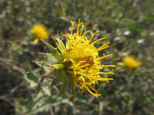 Image of Berkheya spinosa by (c) douglaseustonbrown, some rights reserved (CC BY-SA)