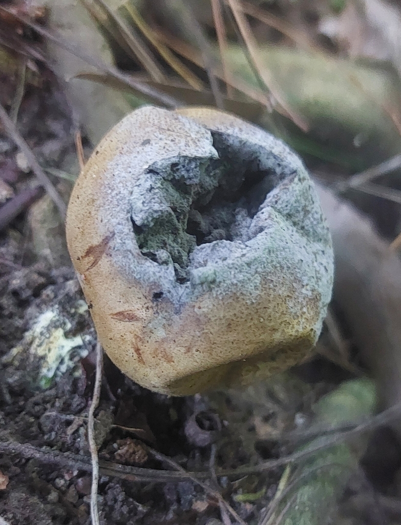 Scleroderma bovista · February 2025 · photo: © nigel_charman (iNaturalist, cc-by-nc)