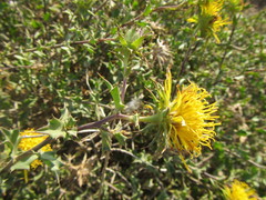 Berkheya spinosa