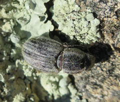 Naupactus leucoloma