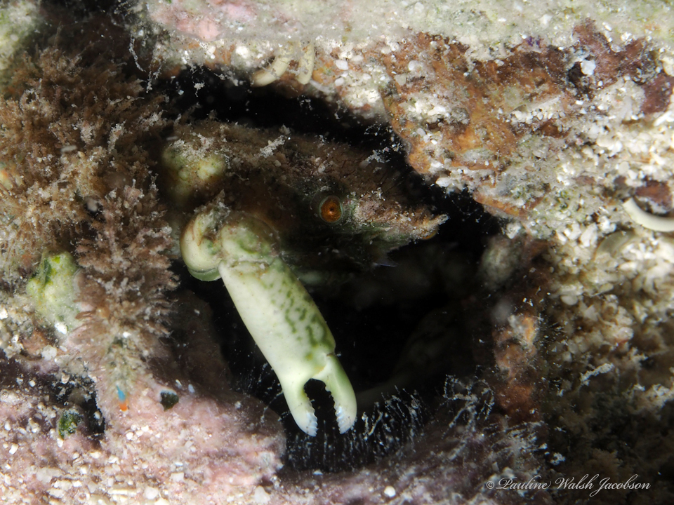 nodose clinging crab