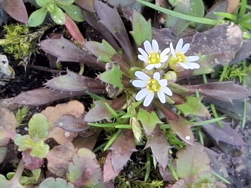 Draba strigosula