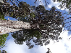 Libocedrus bidwillii