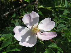 Rosa canina