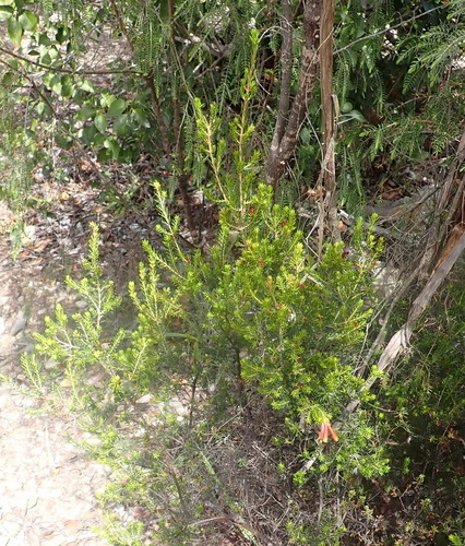 Erica discolor, photograph 3