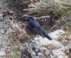 Tarsiger johnstoniae