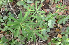 Euphorbia kraussiana, photograph (c) Nicola van Berkel, some rights reserved (CC BY-SA)