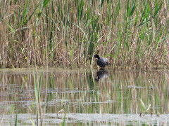 Fulica atra