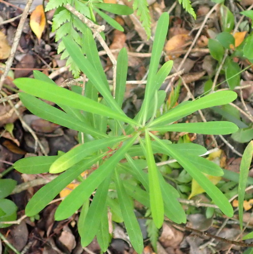 Euphorbia kraussiana