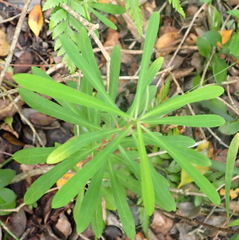 Euphorbia kraussiana, photograph (c) Nicola van Berkel, some rights reserved (CC BY-SA)