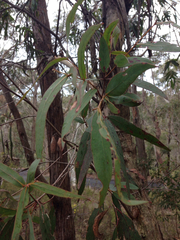 Eucalyptus piperita
