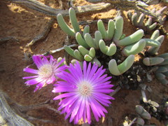 Cephalophyllum curtophyllum