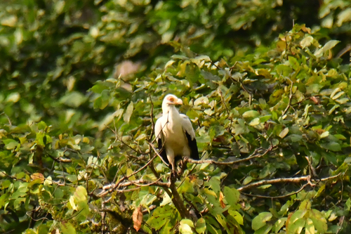 Palm-nut Vulture