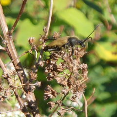 Trigonarthris