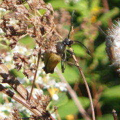 Trigonarthris