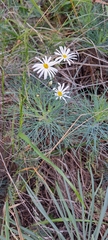 author not stated, no rights reserved Argyranthemum gracile, photograph author not stated, no rights reserved