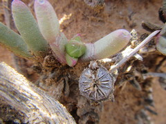 Cephalophyllum curtophyllum