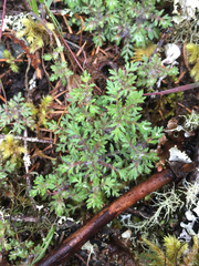 Nemophila parviflora