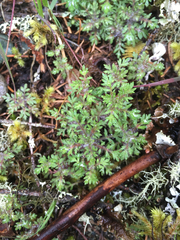 Nemophila parviflora