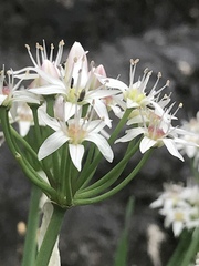 Allium plummerae