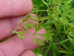 Fumaria officinalis officinalis