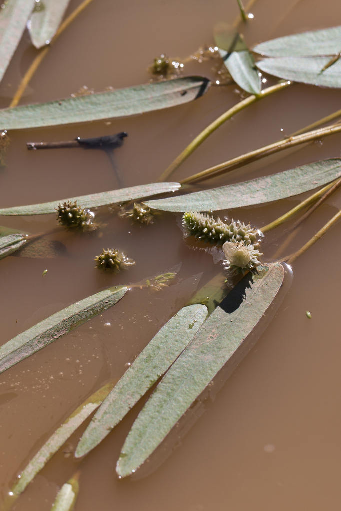 Pondweed Waterblommetjie