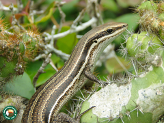 Brasiliscincus agilis